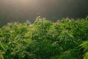 marihuana-plantacje
