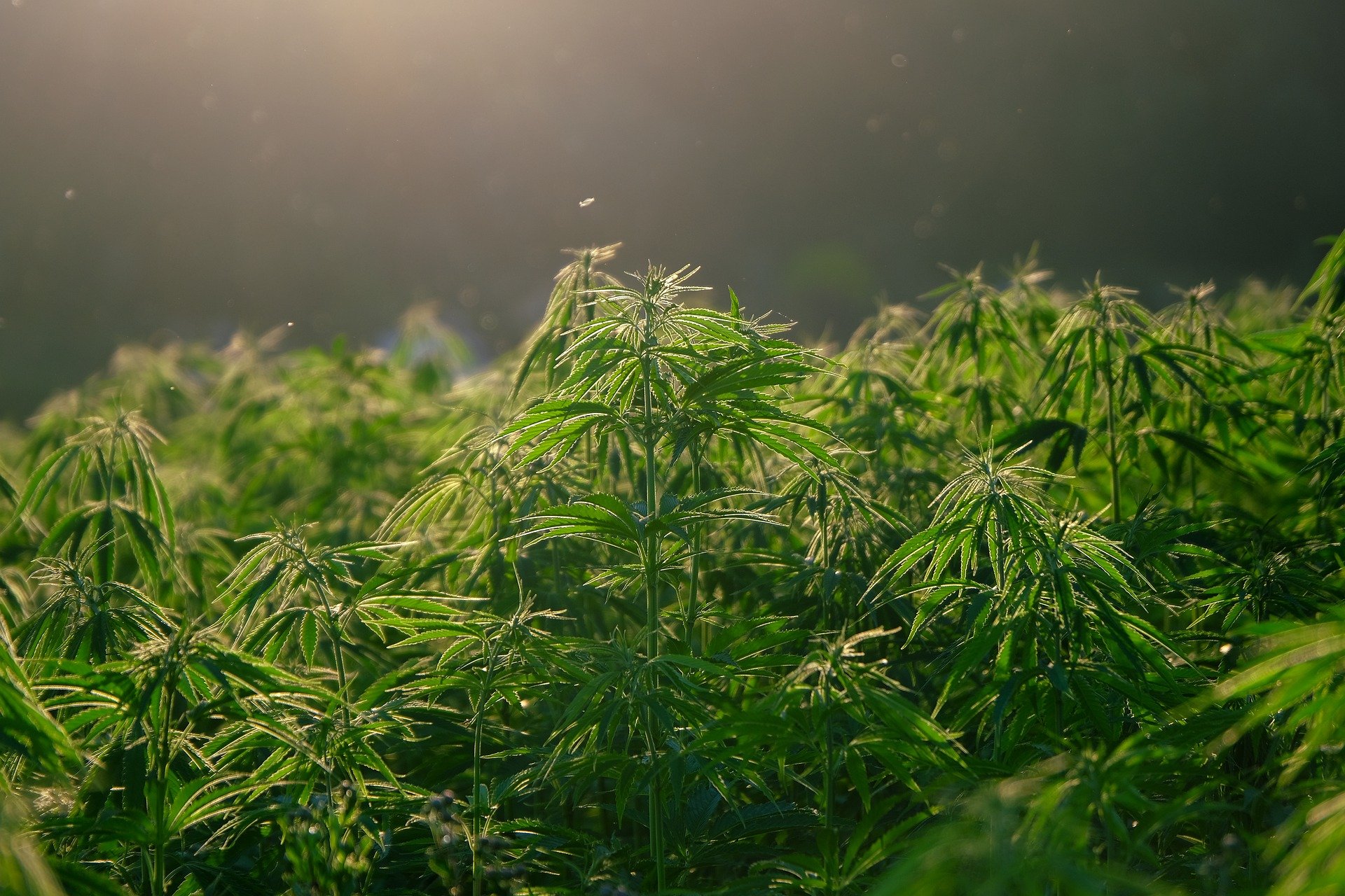 Policja zlikwidowała dwie plantacje marihuany. Znaleziono ponad 300 roślin