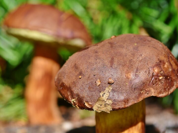 Zdumiewający wysyp grzybów w Małopolsce mimo pełni lata