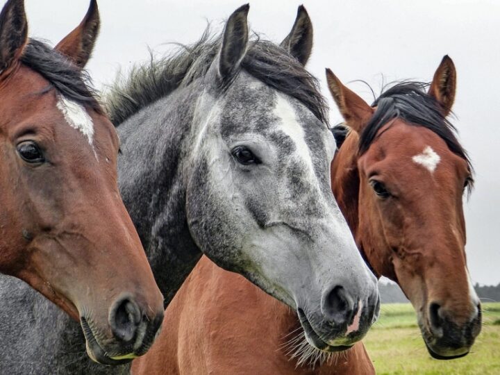 Apel o wsparcie dla koni Krakowskiego Towarzystwa Opieki nad Zwierzętami