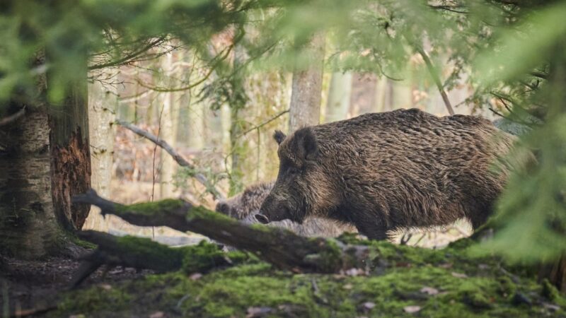 Narastający problem dzików w parku Maćka i Doroty na Klinach