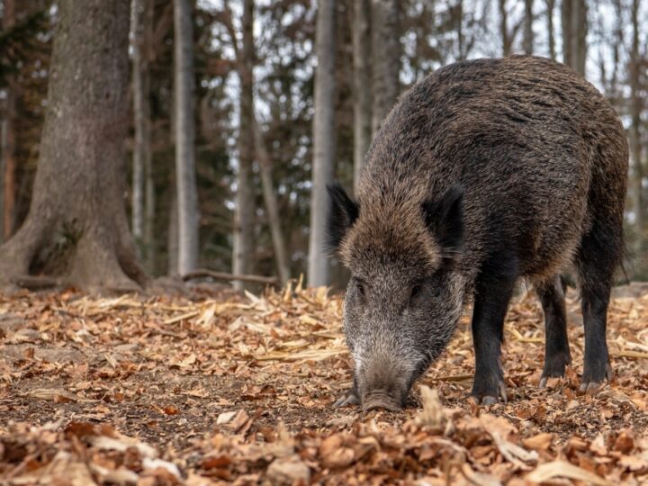 Przyroda na naszych osiedlach. Dziki coraz częściej goszczą na ulicach Krakowa