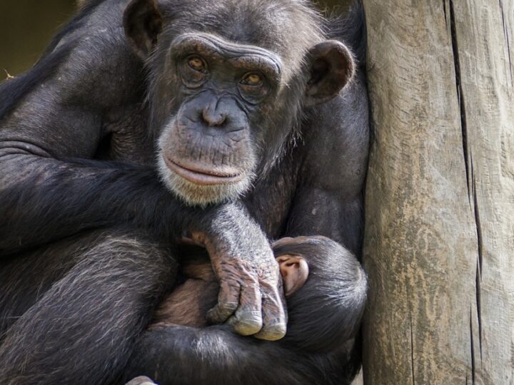 Zmodernizowany pawilon dla szympansów i makaków w Zoo Kraków: Inwestycja zapewniająca komfort bytu zwierzętom