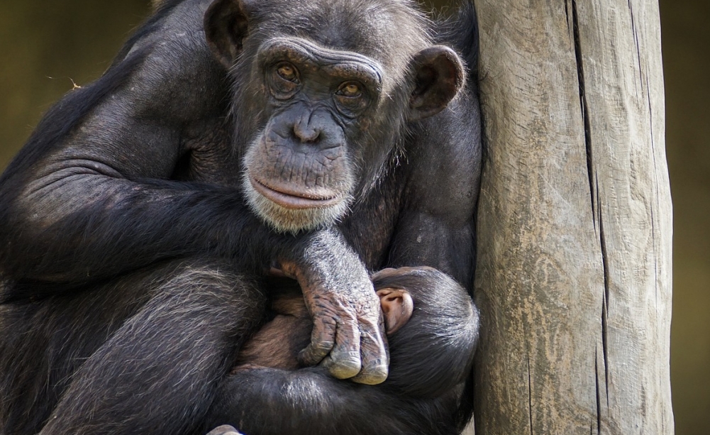 Zmodernizowany pawilon dla szympansów i makaków w Zoo Kraków: Inwestycja zapewniająca komfort bytu zwierzętom